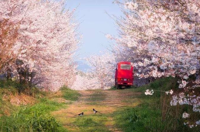 贵州十里樱花图片贵州十里樱花图片，美景尽收眼底